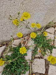 Crepis bursifolia