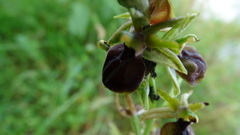 Ophrys sphegodes epirotica