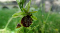 Ophrys sphegodes epirotica