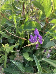 Campanula glomerata