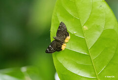 Mooreana trichoneura