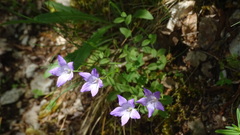 Campanula patula