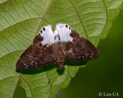 Tagiades calligana