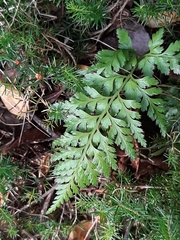 Asplenium onopteris