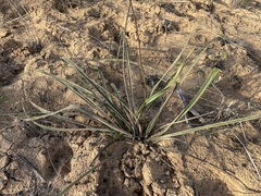 Chlorophytum viscosum