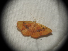 Cyclophora lennigiaria