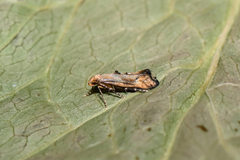 Epermenia illigerella