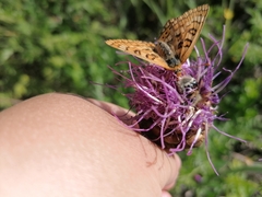 Euphydryas sibirica davidi
