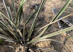 Chlorophytum viscosum