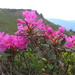 Rhododendron myrtifolium - Photo (c) xulescu_g,  זכויות יוצרים חלקיות (CC BY-SA)