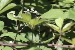 Cordulegaster trinacriae