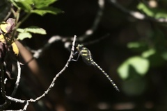 Cordulegaster trinacriae