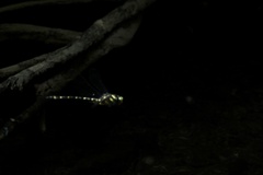 Cordulegaster trinacriae