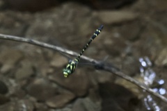 Cordulegaster trinacriae