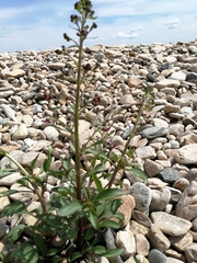 Scrophularia incisa