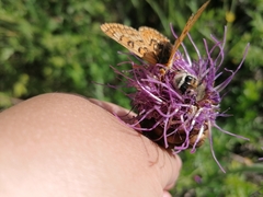Euphydryas sibirica davidi