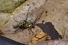 Batocera rubus rubus