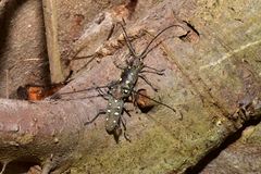 Batocera rubus rubus