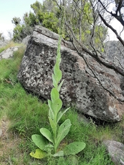 Verbascum thapsus thapsus