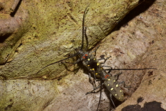 Batocera rubus rubus