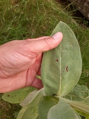 Verbascum thapsus thapsus