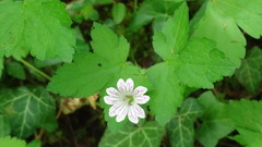 Geranium versicolor