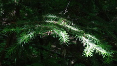 Abies × borisii-regis