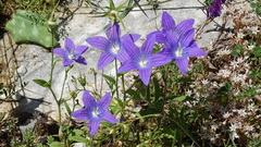 Campanula ramosissima