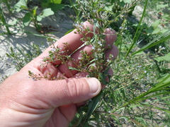 Veronica anagalloides