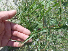 Veronica anagalloides