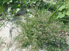 Veronica anagalloides