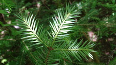 Abies × borisii-regis
