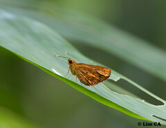 Salanoemia tavoyana