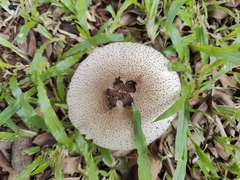 Clarkeinda trachodes