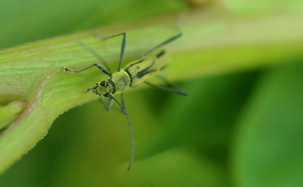 Demonax trivittatus