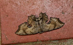 Calledapteryx dryopterata