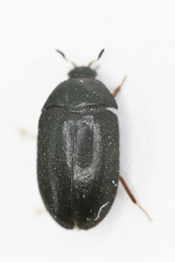 Attagenus unicolor