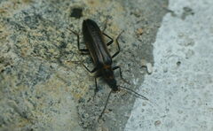 Prionoceridae