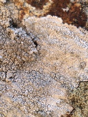 Pertusaria corallina