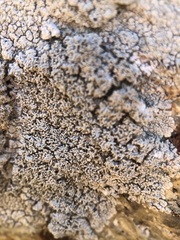 Pertusaria corallina