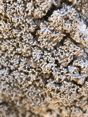 Pertusaria corallina
