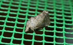 Hypocala deflorata