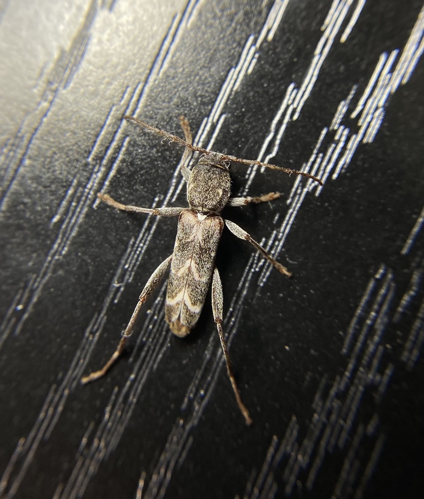 Neoclytus modestus