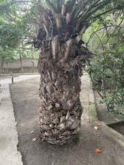 Arecaceae