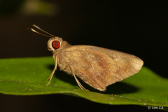 Erionota hiraca
