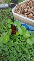 Limenitis archippus watsoni