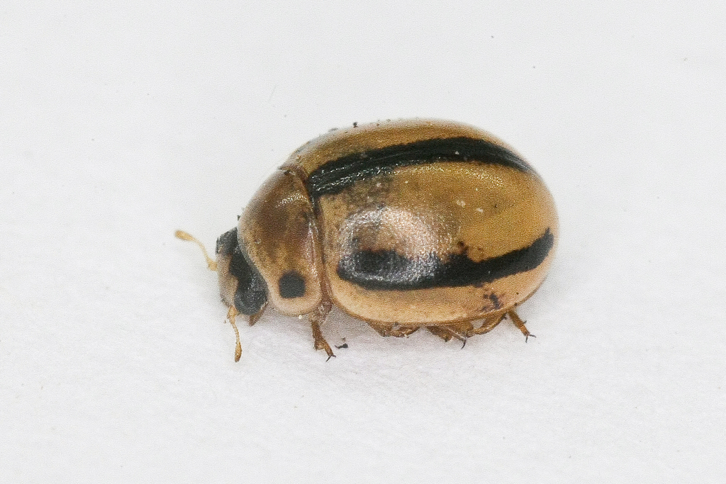 Tytthaspis gebleri