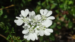 Orlaya grandiflora