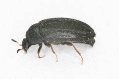 Attagenus unicolor