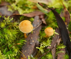 Cystoderma muscicola